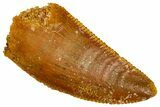 Serrated Raptor Tooth - Real Dinosaur Tooth #371442-1